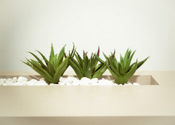 Healthy Benefits of Drinking Aloe Vera Juice