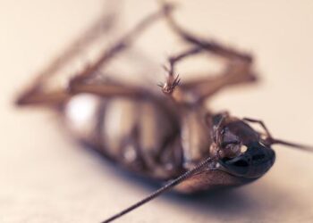 Is London Pest Control Worth It?