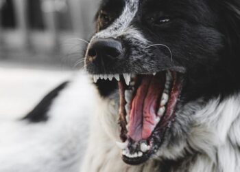Four Reasons to Hire a Lawyer After a Dog Bite Incident in Minnesota