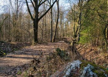 How Professionals Can Help with Tree Removal in High Wycombe