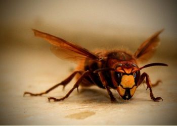 Experts Explain the Importance of Professional London Pest Control