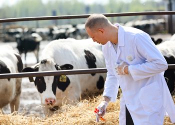 How to choose an official veterinarian to sign your export documents