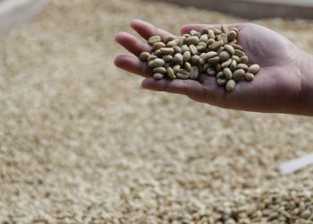 Kopi Luwak: Is It Worth Trying?