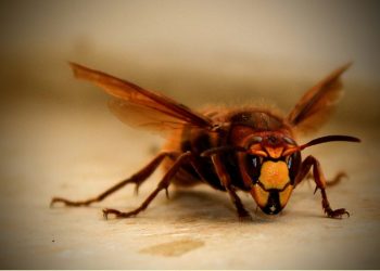 How Professional London Pest Control Services Can Help?