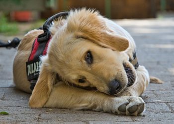 Why Use A Dog Harness?