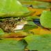 7 Benefits of Having A Garden Pond