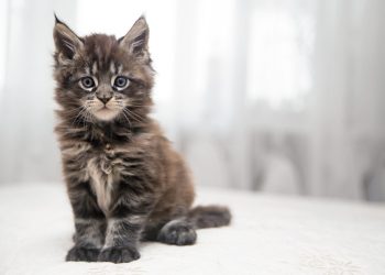 The History Of Maine Coon Cats