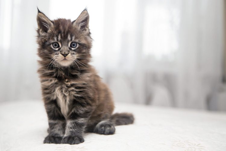 The History Of Maine Coon Cats