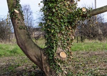 How Professional Tree Surgery Services Can Transform Your Garden