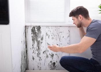 Mould And Damp – How A Housing Disrepair Solicitor Can Help