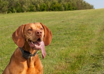 Is a Vibrating Dog Collar the Best Choice for Your Pet?