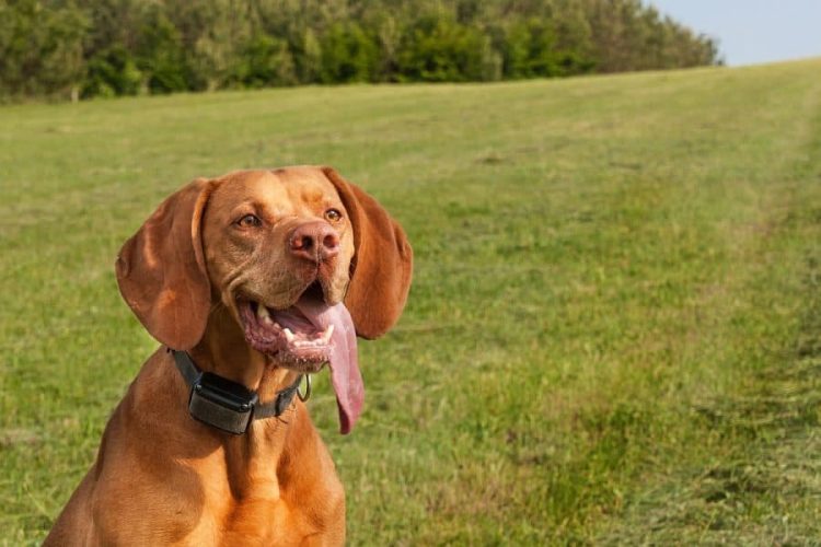 Is a Vibrating Dog Collar the Best Choice for Your Pet?