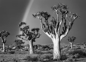 The Art of Photography: Capturing Meaning in Images
