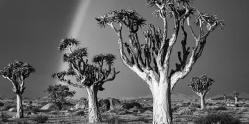 The Art of Photography: Capturing Meaning in Images