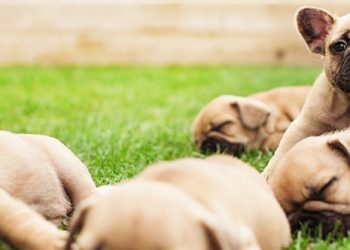 Finding a Breeder Who Cares About Your Dog’s Well-being
