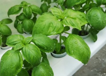 Efficiency at Its Best: Resource Conservation with Shop Hydroponics