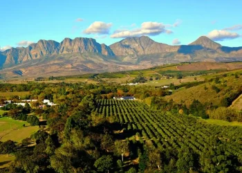 Savoring Stellenbosch: A Journey through South Africa’s Premier Wine Region