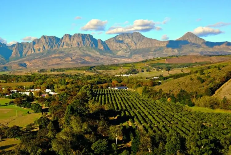 Savoring Stellenbosch: A Journey through South Africa’s Premier Wine Region