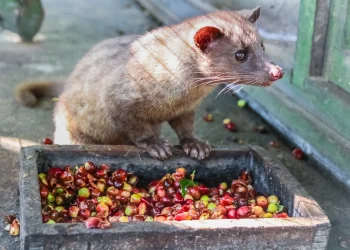 Civet Coffee Production Under Scrutiny