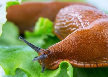 Slug-Proof Sanctuaries: The Best Slug Repellent Strategies for Home Gardeners
