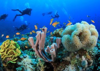 Why You Should Experience Scuba Diving with a Hurghada Diving Center