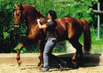 Smooth Sailing: Proven Strategies for Loading a Horse into a Trailer