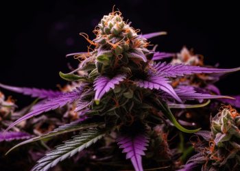 Unveiling the Alluring Beauty of Purple Punch: Nature’s Colorful Delight