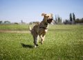 Unleashing the Benefits: Why Run Free Dog Fields are a Game-Changer for Canine Well-Being
