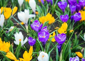 Spring Planting Bulbs: A Comprehensive Guide to a Colourful Garden