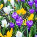 Spring Planting Bulbs: A Comprehensive Guide to a Colourful Garden