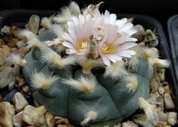 The Scientific Potential of Lophophora Williamsii UK: Current Research and Future Prospects