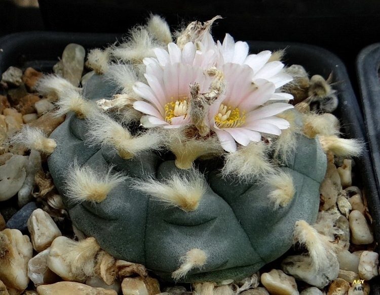 The Scientific Potential of Lophophora Williamsii UK: Current Research and Future Prospects