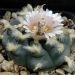 The Scientific Potential of Lophophora Williamsii UK: Current Research and Future Prospects