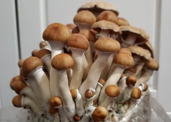 Mushroom Grow Bags: How to Select the Best One for Your Cultivation Needs