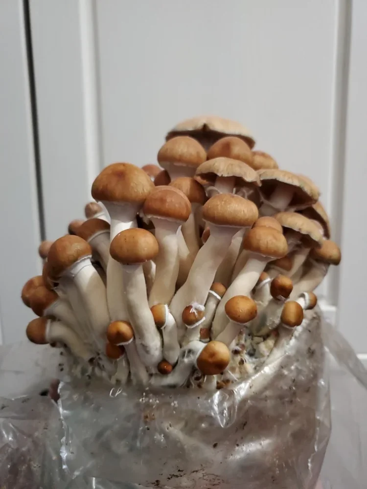 Mushroom Grow Bags: How to Select the Best One for Your Cultivation Needs