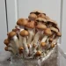 Mushroom Grow Bags: How to Select the Best One for Your Cultivation Needs