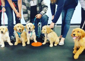 From Sit to Stay: Advancing Your Puppy’s Education in Bournemouth