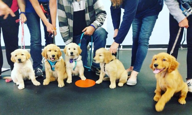From Sit to Stay: Advancing Your Puppy’s Education in Bournemouth