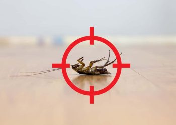 Boosting Business Reputation Through Effective Commercial Pest Control