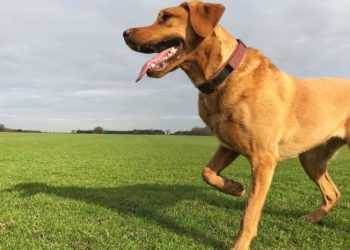 Surgical vs. Conservative Management: Exploring Treatment Options for Canine Cranial Cruciate Ligament Ruptures