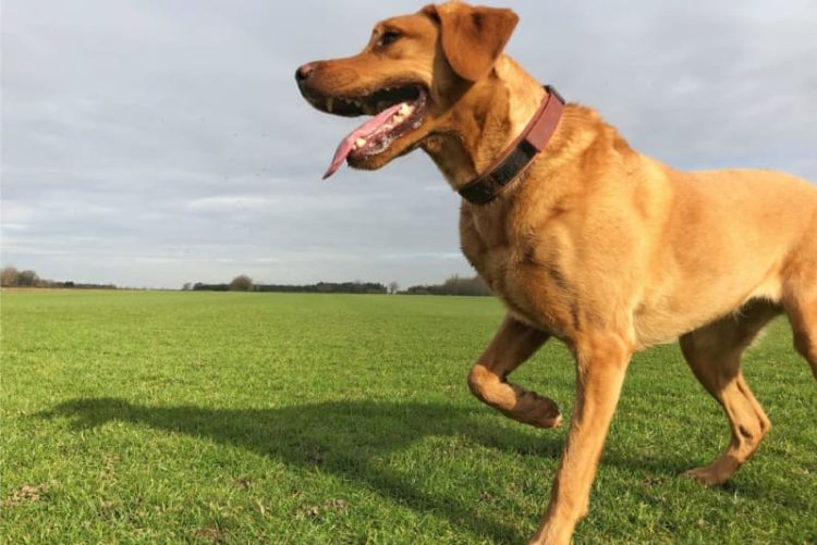 Surgical vs. Conservative Management: Exploring Treatment Options for Canine Cranial Cruciate Ligament Ruptures