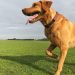 Surgical vs. Conservative Management: Exploring Treatment Options for Canine Cranial Cruciate Ligament Ruptures