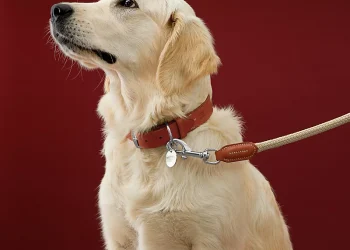 Safety First: The Crucial Role of Quality Dog Leashes in Responsible Pet Ownership