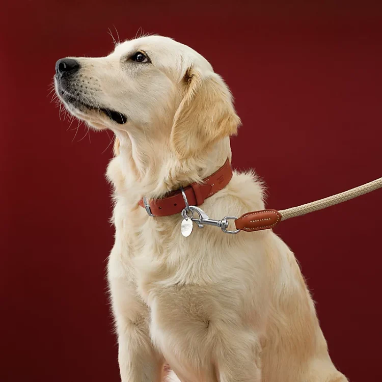 Safety First: The Crucial Role of Quality Dog Leashes in Responsible Pet Ownership