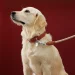 Safety First: The Crucial Role of Quality Dog Leashes in Responsible Pet Ownership