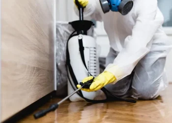 Professional vs. DIY Pest Control: Why Experts Are Worth the Investment