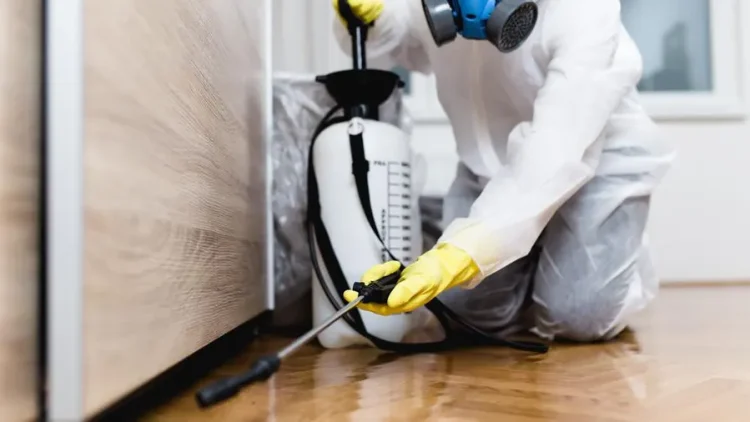 Professional vs. DIY Pest Control: Why Experts Are Worth the Investment