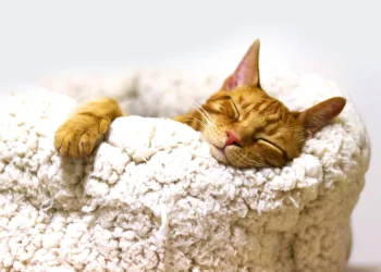 Pet Cremations Glasgow: A Dignified Farewell for Beloved Pets