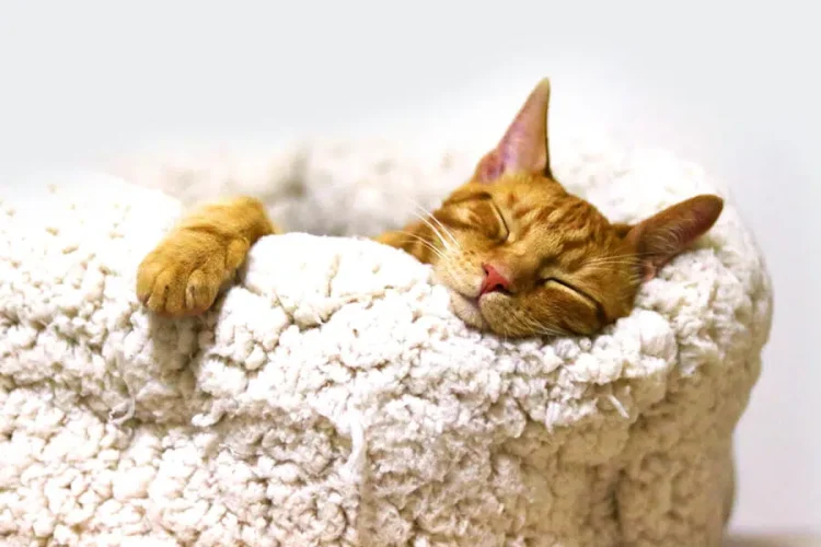 Pet Cremations Glasgow: A Dignified Farewell for Beloved Pets