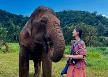Beyond the Beaches: Ethical Elephant Encounters at a Phuket Sanctuary